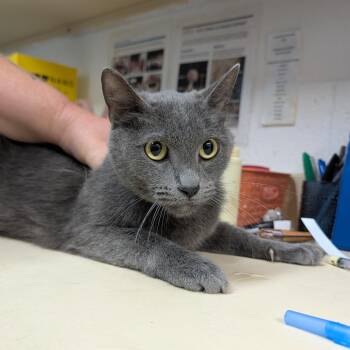 Domestic Short Hair Cats Available for Adoption in Ardmore, Oklahoma - Delbert | PetCurious