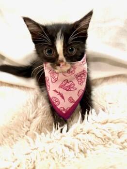 Rescue Domestic Short Hair Cats for Adoption in Knoxville, Tennessee - Minou | PetCurious