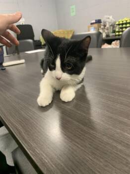 Domestic Short Hair Cats Available for Adoption in Casper, Wyoming - SYLVESTER | PetCurious