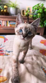 YUZU -  Domestic Short Hair Cat for Adoption in Broomfield, Colorado - YUZU | PetCurious