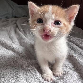 Tim Conway -  Domestic Short Hair Cat for Adoption in Hackett, Arkansas - Tim Conway | PetCurious