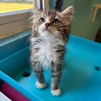 Jett -  Domestic Medium Hair Cat for Adoption in Roxboro, North Carolina - Jett | PetCurious