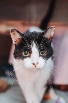 94180a Jason Bond -  Domestic Short Hair Cat Available for Adoption in North Charleston, South Carolina - 94180a Jason Bond | PetCurious