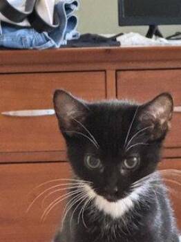 Trixie -  Domestic Short Hair Cat for Adoption in Wheaton, Illinois - Trixie | PetCurious