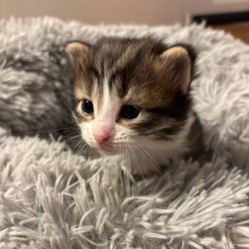 Buttercup -  Domestic Medium Hair Cat Available for Adoption in Monroe, Michigan - Buttercup | PetCurious