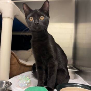 Rescue Domestic Short Hair Cats for Adoption in Enfield, New Hampshire - General Tso | PetCurious