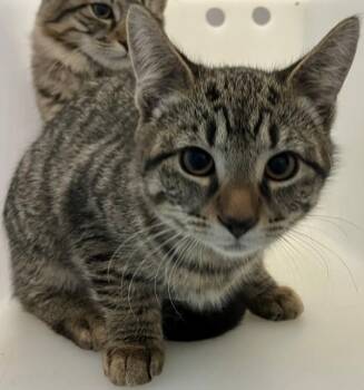 Domestic Short Hair Cats Available for Adoption - Rose | PetCurious