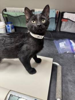 Fire -  Domestic Short Hair Cat for Adoption in Missoula, Montana - Fire | PetCurious