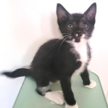 Bertha* -  Domestic Short Hair Cat for Adoption in San Gabriel, California - Bertha* | PetCurious