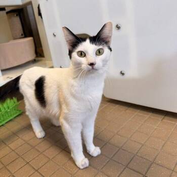 Domestic Medium Hair Cats Available for Adoption in Truckee, California - Romy | PetCurious