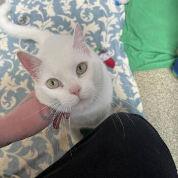 Domestic Short Hair Cats Available for Adoption in Chicago, Illinois - White Cheddar | PetCurious