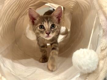 Rosie -  Torbie and Domestic Short Hair Cat for Adoption in Mission Viejo, California - Rosie | PetCurious