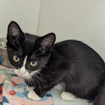 Rescue Domestic Short Hair Cats for Adoption in Jeffersonville, Indiana - Pepper | PetCurious