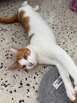 Domestic Short Hair Cats Available for Adoption - Billy | PetCurious