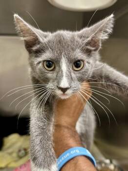 Dill -  Domestic Short Hair Cat for Adoption in Wichita, Kansas - Dill | PetCurious