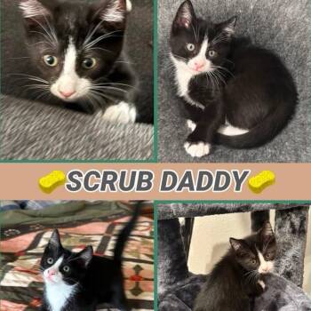 Scrub Daddy -  Domestic Short Hair Cat for Adoption in Orangevale, California - Scrub Daddy | PetCurious