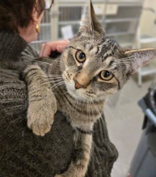Oak -  Tabby Cat for Adoption in New Rochelle, New York - Oak | PetCurious