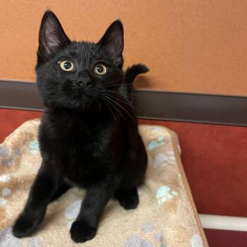 Velma -  Domestic Short Hair Cat for Adoption in Rochester, Minnesota - Velma | PetCurious