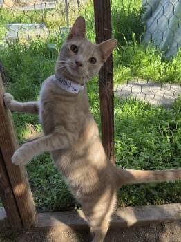 American Shorthair Cats Available for Adoption - Ryder | PetCurious