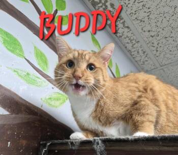 Rescue Domestic Short Hair Cats for Adoption in Rome, Georgia - Buddy | PetCurious