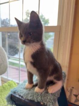 Caspian -  Domestic Short Hair Cat for Adoption in Camp Hill, Pennsylvania - Caspian | PetCurious