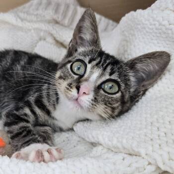 Grayson -  Domestic Short Hair Cat for Adoption in Cumming, Georgia - Grayson | PetCurious