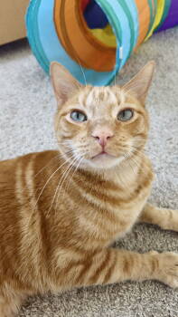 Rescue Domestic Short Hair Cats for Adoption in Denver, Colorado - Mustard | PetCurious