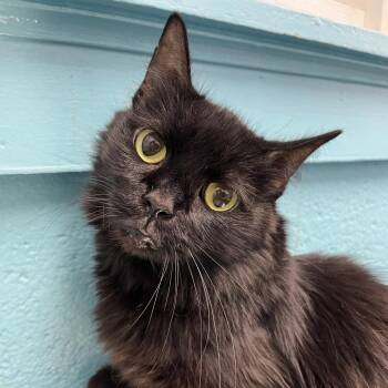 Emily -  Domestic Medium Hair Cat for Adoption in Philadelphia, Pennsylvania - Emily | PetCurious