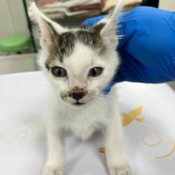 Midas -  Domestic Short Hair Cat for Adoption in Las Cruces, New Mexico - Midas | PetCurious
