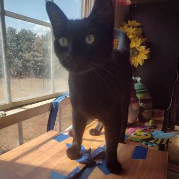 Freyja -  American Shorthair Cat for Adoption in Yukon, Oklahoma - Freyja | PetCurious