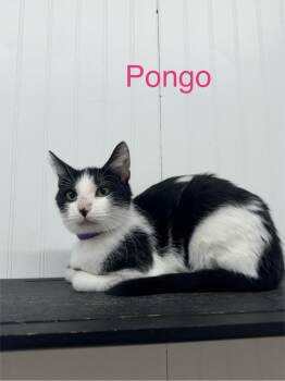 Rescue Domestic Short Hair Cats for Adoption in Wayland, Michigan - Pongo | PetCurious