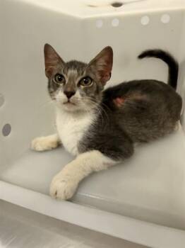 COYOTE WILEY -  Domestic Short Hair Cat for Adoption in Corpus Christi, Texas - COYOTE WILEY | PetCurious