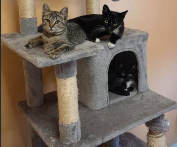 C339 Litter Dolly, mom -  Domestic Short Hair and Tuxedo Cat for Adoption in Livonia, Michigan - C339 Litter Dolly, Mom | PetCurious