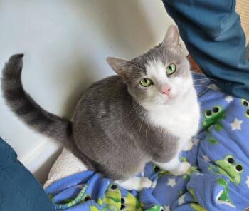 Gracie -  Domestic Short Hair Cat for Adoption in Magnolia Springs, Alabama - Gracie | PetCurious