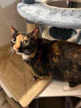Betty -  Domestic Short Hair Cat for Adoption in Lancaster, Pennsylvania - Betty | PetCurious