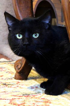 Rescue Domestic Short Hair Cats for Adoption in Buford, Georgia - Blackie | PetCurious