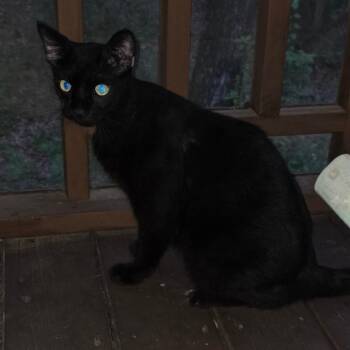 Jaws -  Domestic Short Hair Cat for Adoption in Bedford, New Hampshire - Jaws | PetCurious