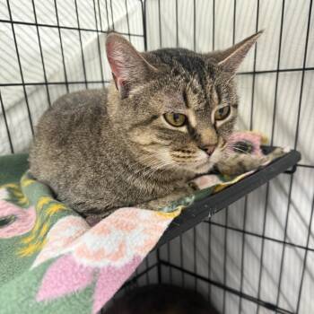 Domestic Short Hair Cats Available for Adoption - Agatha | PetCurious
