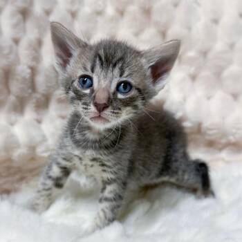 Flynn -  Domestic Short Hair Cat for Adoption in Long Beach, California - Flynn | PetCurious