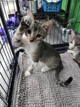 Rescue Domestic Short Hair Cats for Adoption in Virginia Beach, Virginia - Comet | PetCurious