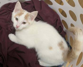 Birch -  Domestic Medium Hair Cat for Adoption in Vancouver, Washington - Birch | PetCurious