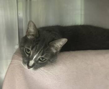 Domestic Short Hair Cats Available for Adoption in Ferndale, Michigan - Sophie | PetCurious