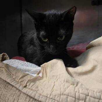 Domestic Short Hair Cats Available for Adoption in San Jacinto, California - Squiggles | PetCurious