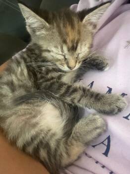 Lina -  Domestic Short Hair Cat for Adoption in Evans, Georgia - Lina | PetCurious