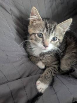Domestic Short Hair Cats Available for Adoption in Rockaway, New Jersey - Flynn KITTEN | PetCurious