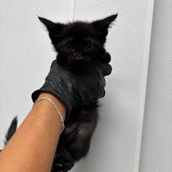 Slade -  Domestic Short Hair Cat for Adoption in Abilene, Texas - Slade | PetCurious