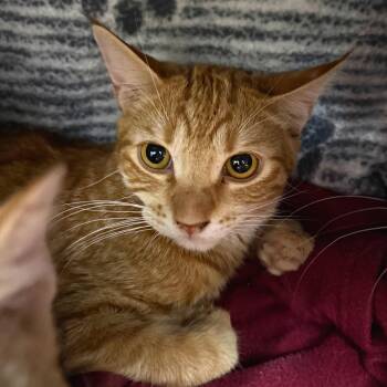 Odysseus -  American Shorthair Cat for Adoption in Las Vegas, Nevada - Odysseus | PetCurious