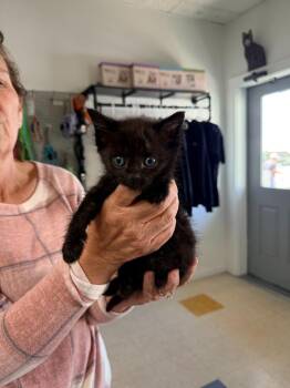 Domestic Short Hair Cats Available for Adoption in Brookings, Oregon - Salt | PetCurious