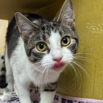 Rescue Domestic Short Hair Cats for Adoption in Buffalo, New York - Kenna | PetCurious