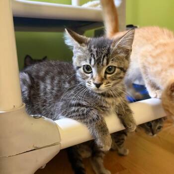 Rooster -  Domestic Short Hair Cat for Adoption in Fairfax Station, Virginia - Rooster | PetCurious